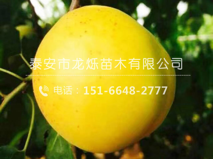荷蘭香蜜杏苗