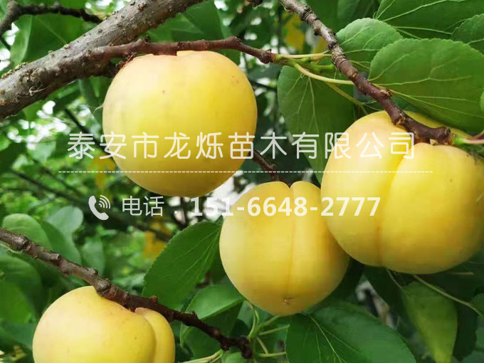 杏樹苗