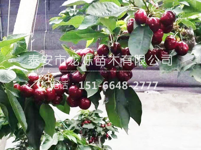 黑珍珠櫻桃苗
