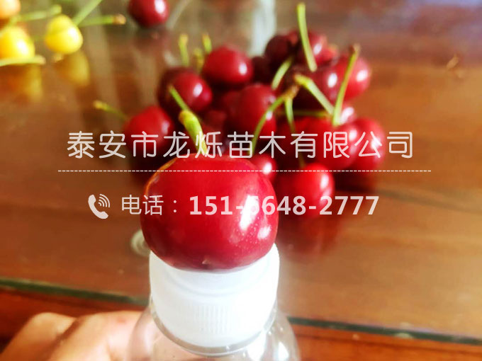 美早櫻桃苗