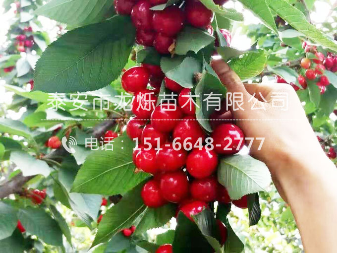 櫻桃苗