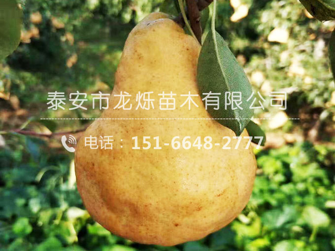 梨樹苗