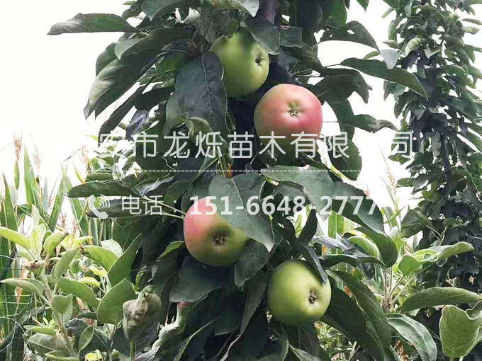 柱狀蘋果苗