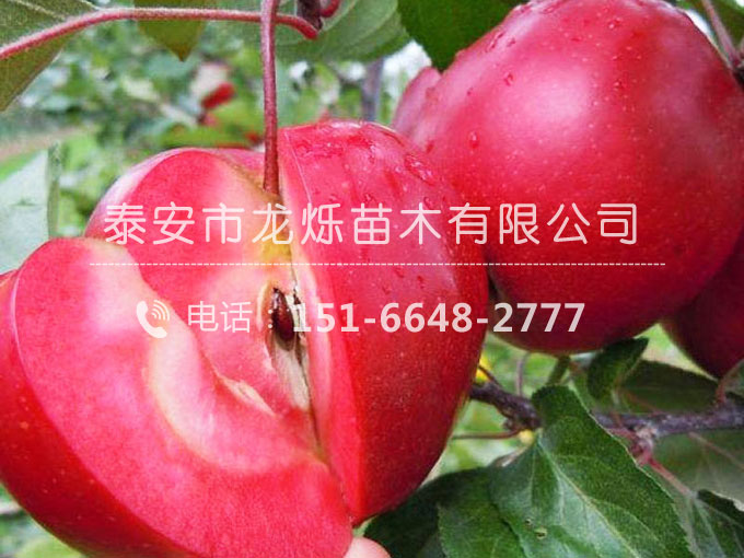紅肉蘋果苗