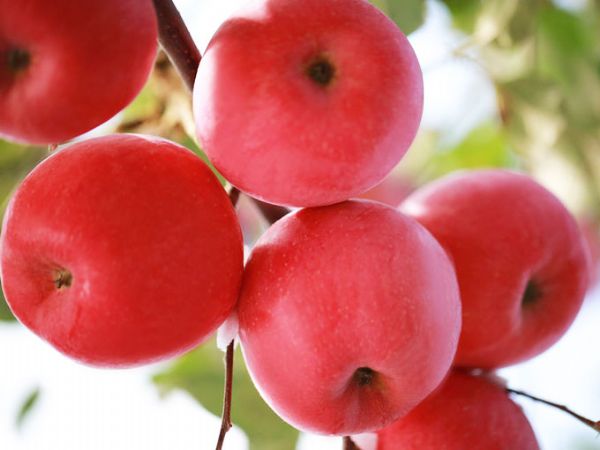 煙富10號蘋果苗