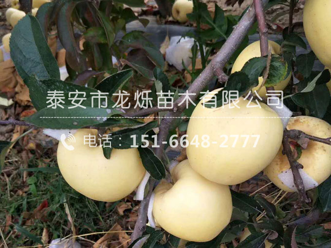 維納斯黃金蘋果苗