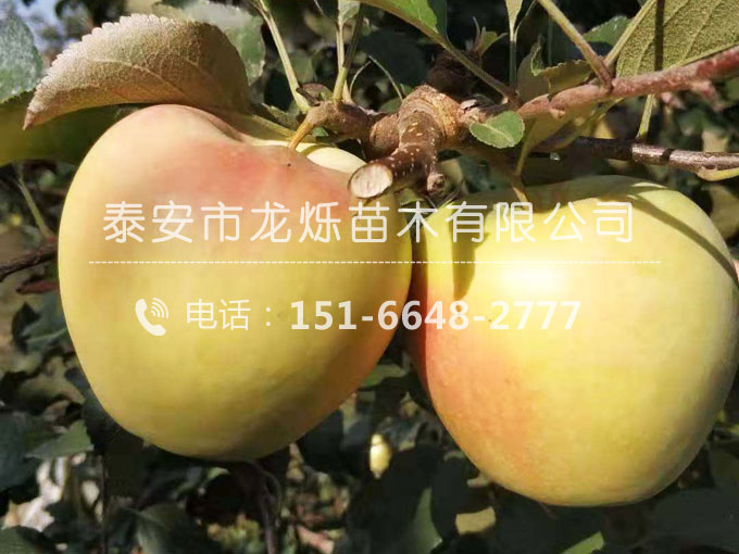 蘋果苗