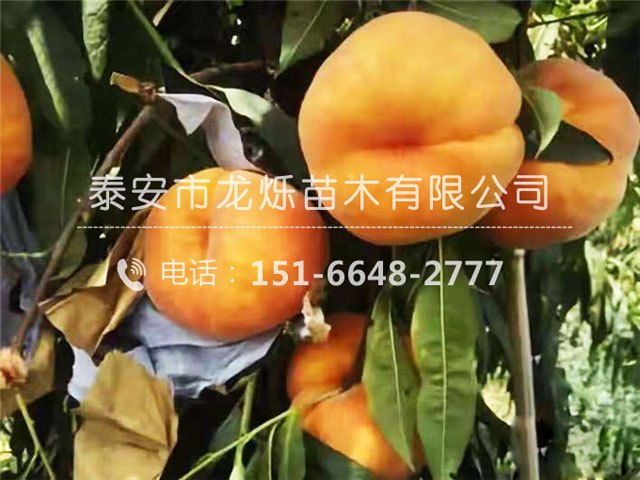 黃毛蟠