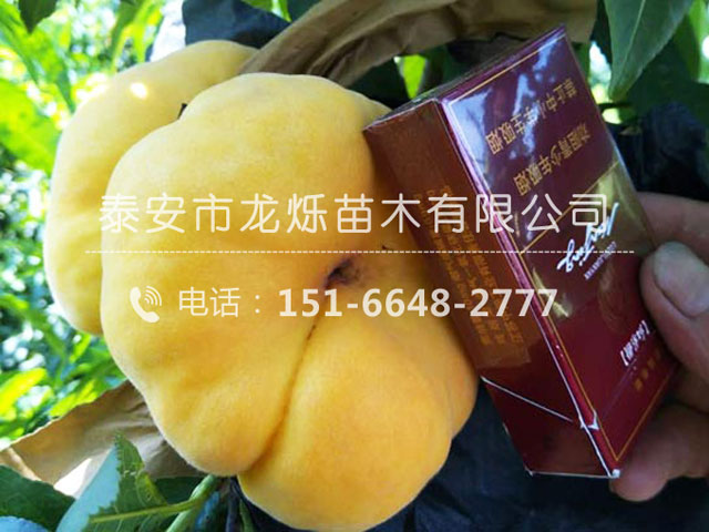 黃毛蟠