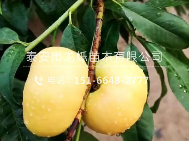 黃油蟠