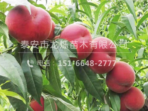 桃樹苗