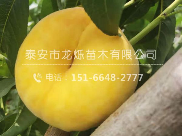 黃毛蟠